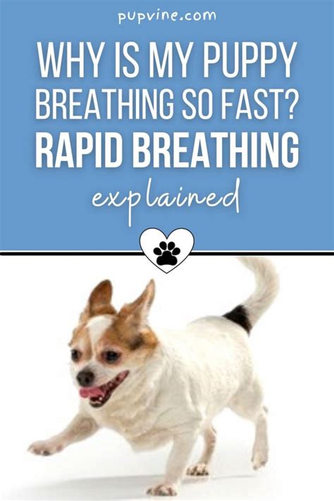 Why Is My Puppy Breathing Fast
